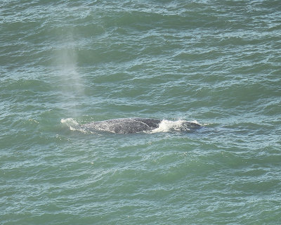 gray whale BRD5186.JPG