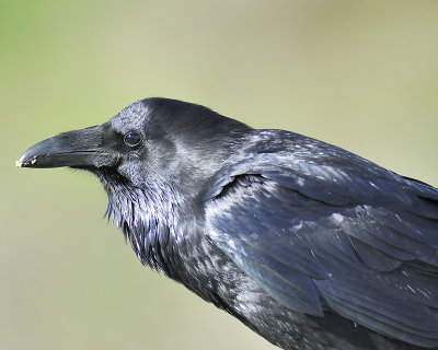 common raven BRD5441.JPG