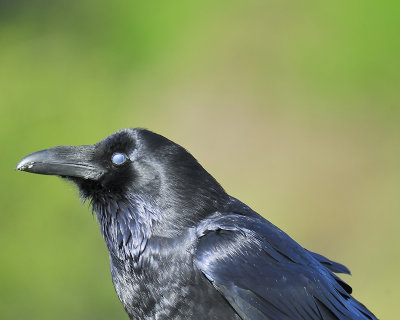 common raven BRD5444.JPG
