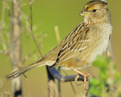 golden-crowned sparrow BRD5332.JPG