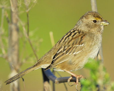 golden-crowned sparrow BRD5333.JPG