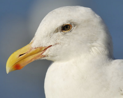 western gull BRD5499.JPG