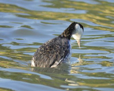 horned grebe BRD5427.JPG