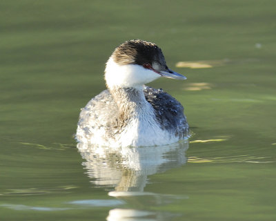 horned grebe BRD5433.JPG