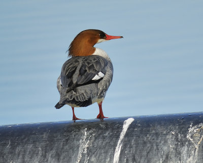 common merganser BRD5593.JPG