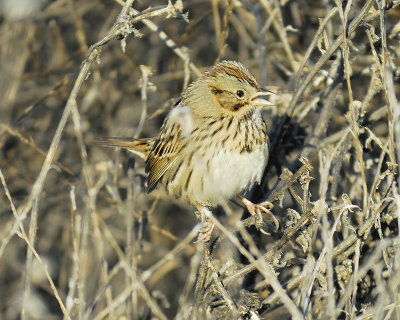 lincoln's sparrow BRD5540.JPG