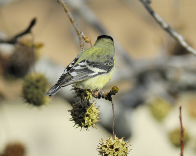 lesser goldfinch BRD5622.JPG