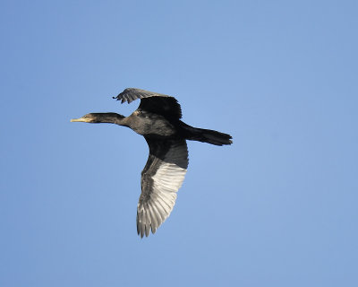 neotropic cormorant BRD6352.JPG