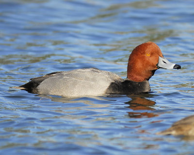 redhead BRD6303.JPG