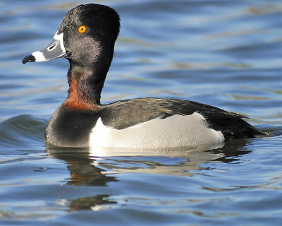 ring-necked duck BRD6347.JPG