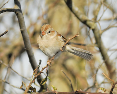 field sparrow BRD6495.JPG