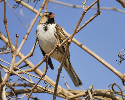 harris's sparrow BRD6520.JPG