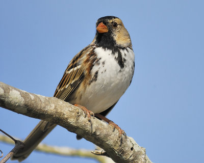 harris's sparrow BRD6518.JPG