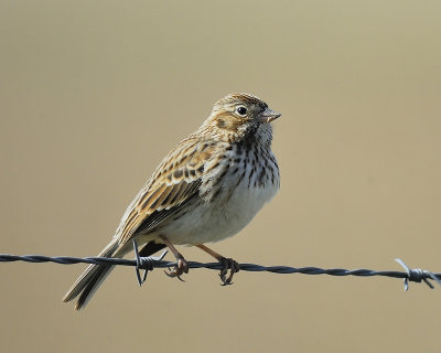 vesper sparrow BRD6500.JPG