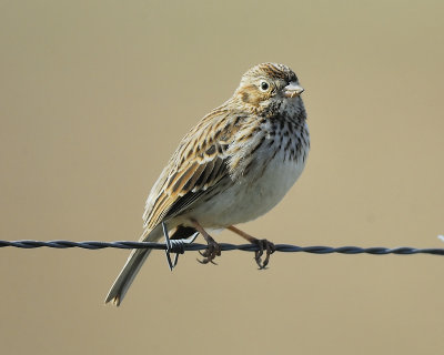 vesper sparrow BRD6507.JPG