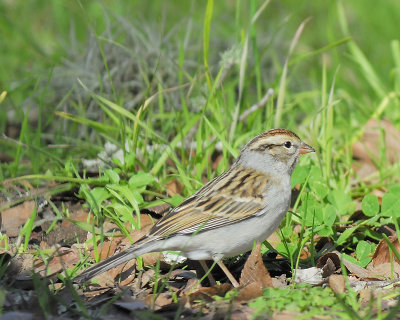 chipping sparrow BRD6526.JPG