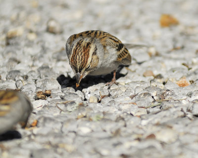 chipping sparrow BRD6559.JPG