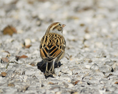 chipping sparrow BRD6569.JPG