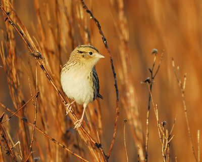 leconte's sparrow BRD6380.JPG