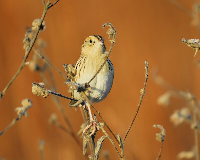 leconte's sparrow BRD6410.JPG