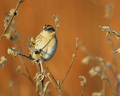 leconte's sparrow BRD6414.JPG