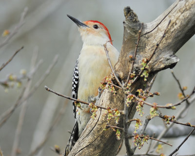 red-bellied woodpecker BRD6726.JPG