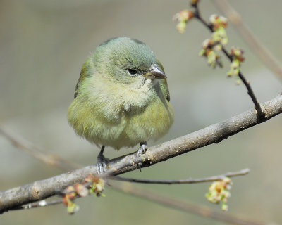 painted bunting BRD6667.JPG