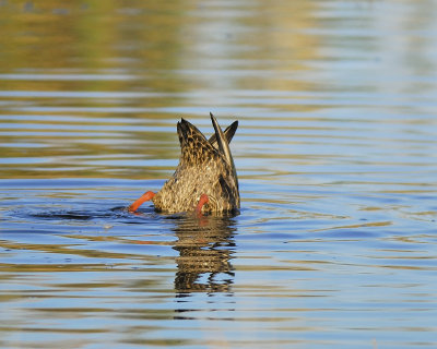 mottled duck BRD6918.JPG