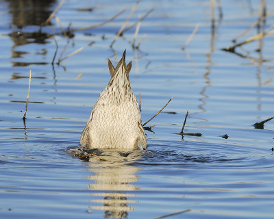 northern pintail BRD6978.JPG