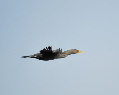 double-crested cormorant BRD7069.JPG