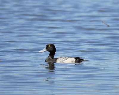 greater scaup BRD7213.JPG