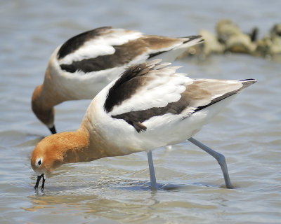 american avocet BRD7588.JPG