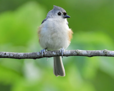 tufted titmouse BRD7688.JPG