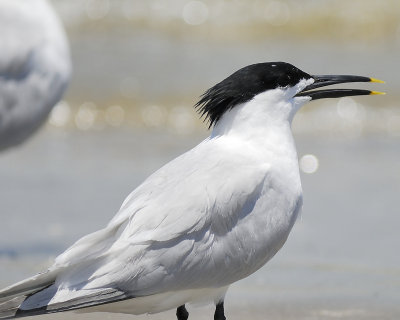 sandwich tern BRD7880.JPG