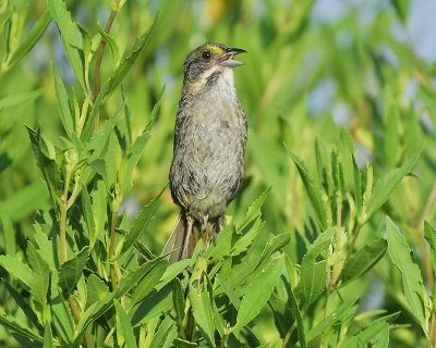 seaside sparrow BRD8092.JPG
