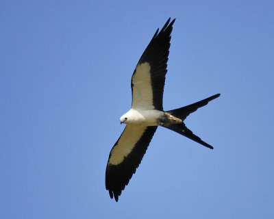 swallow-tailed kite BRD8212.JPG