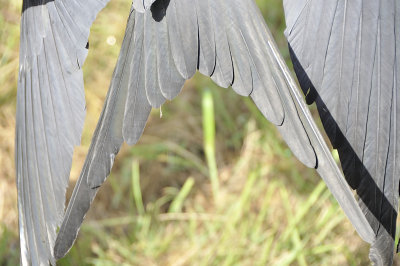 swallow-tailed kite DSC4266.JPG