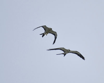 swallow-tailed kite BRD8226.JPG