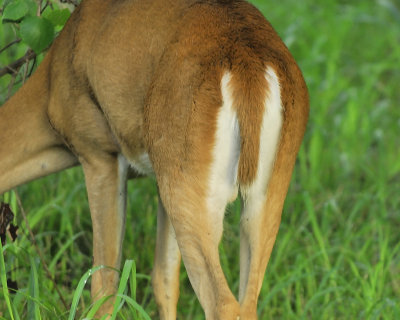 white-tailed deer BRD8233.JPG