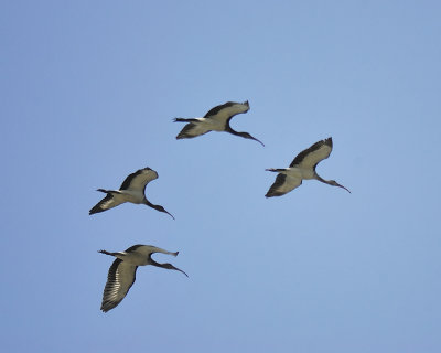 white ibis BRD8436.JPG