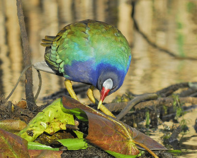 purple gallinule BRD8639.JPG