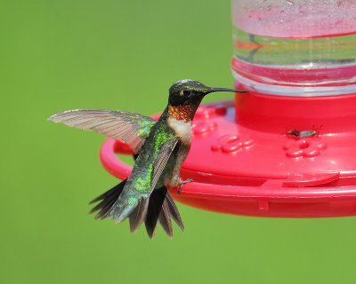 ruby-throated hummingbird BRD8621.JPG