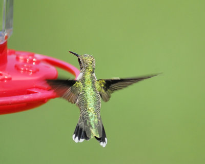 ruby-throated hummingbird BRD8710.JPG