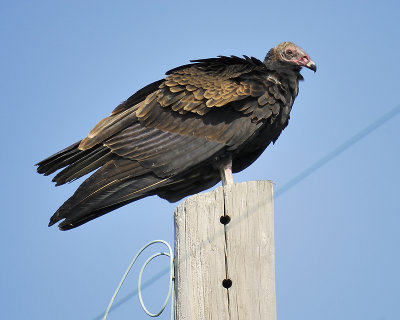 turkey vulture BRD8803.JPG