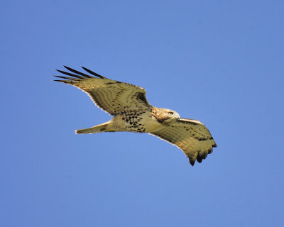 red-tailed hawk BRD9352.JPG