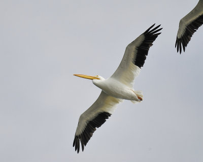 white pelican BRD9572.JPG