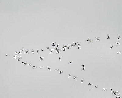 franklin's gull BRD9569.JPG