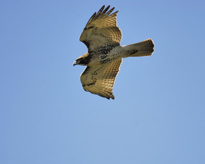 red-tailed hawk BRD9682.JPG