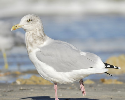 herring gull BRD9928.JPG