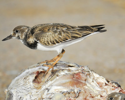 ruddy turnstone BRD9796.JPG